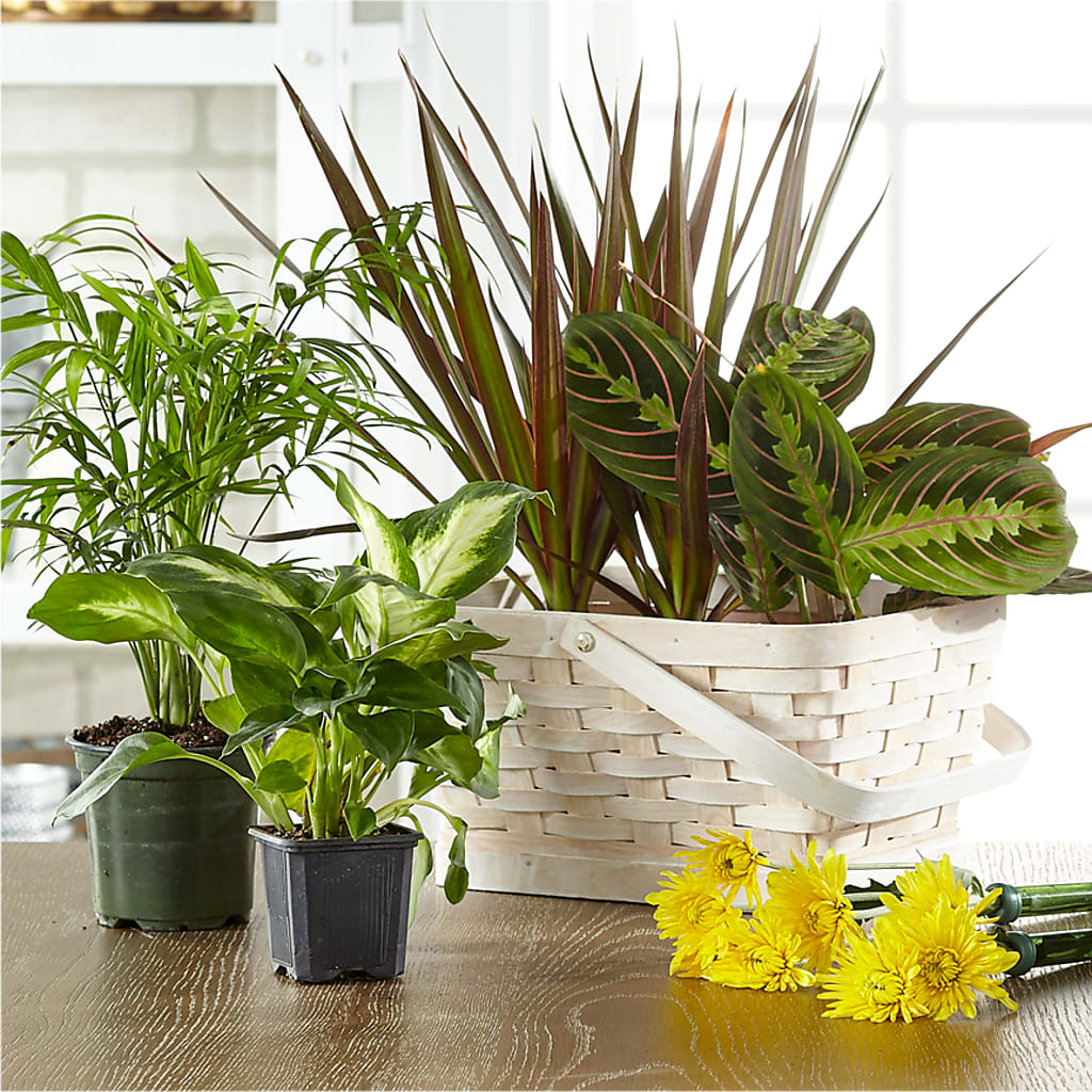 Florist Designed Blooming and Green Plants in a Basket – Honey Bee Blooms San Marcos, San Marcos CA