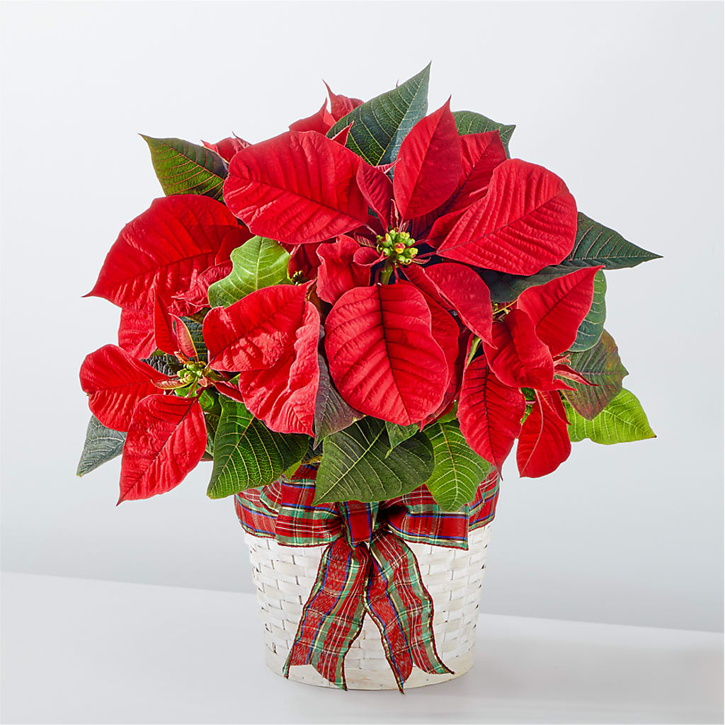 Happiest Holidays Poinsettia – Honey Bee Blooms San Marcos, San Marcos CA