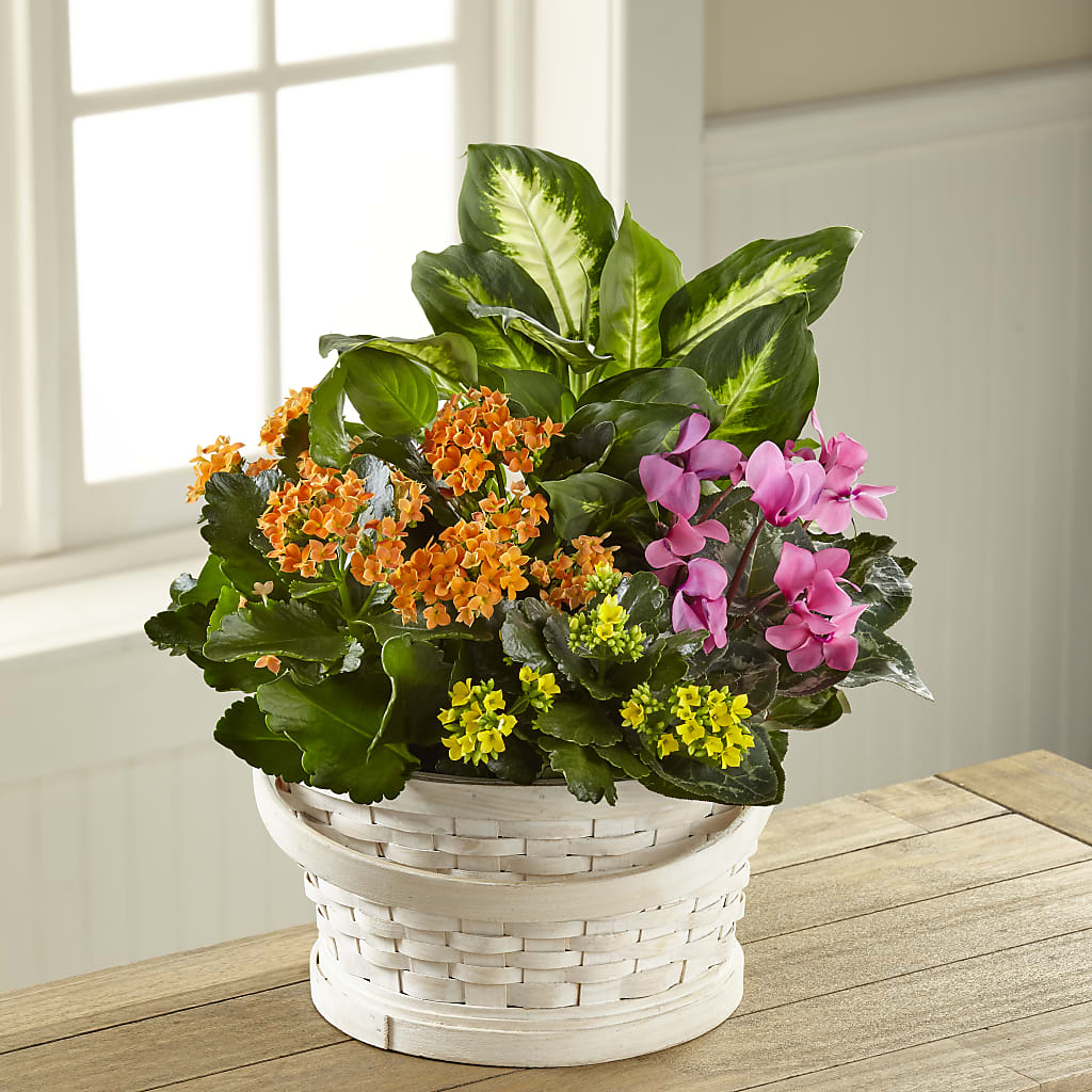 Color Crush Dishgarden – Honey Bee Blooms San Marcos, San Marcos CA