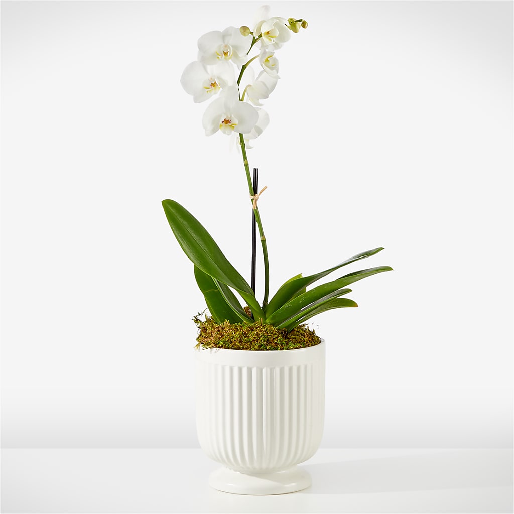Whispering White Orchid – Honey Bee Blooms San Marcos, San Marcos CA