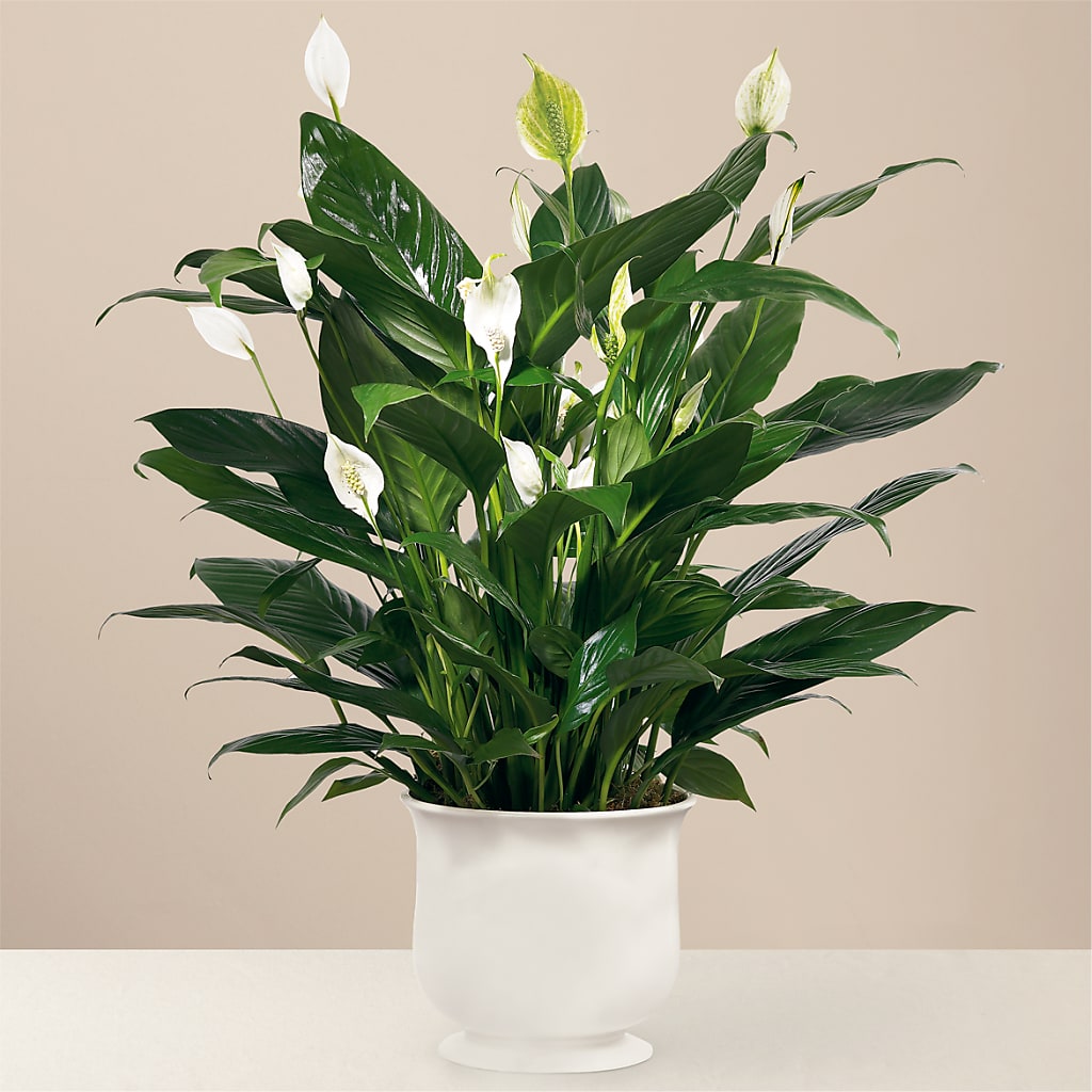 Comfort Planter – Honey Bee Blooms San Marcos, San Marcos CA