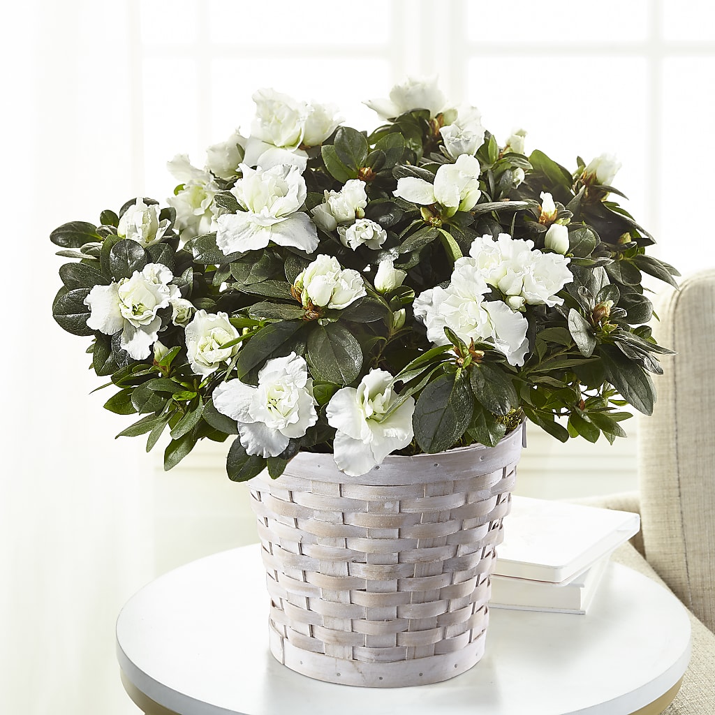 White Azalea Plant – Honey Bee Blooms San Marcos, San Marcos CA