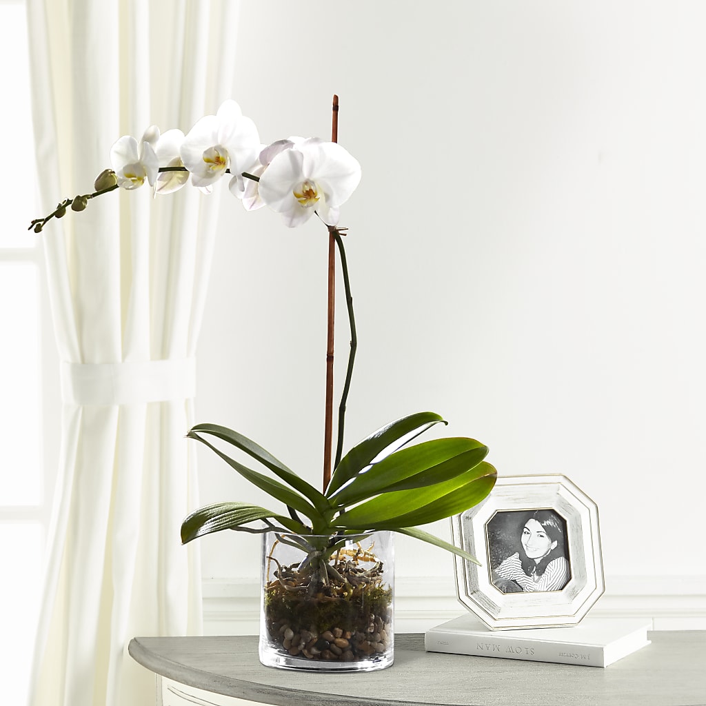 White Orchid Planter – Honey Bee Blooms San Marcos, San Marcos CA