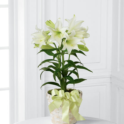 Easter Lily Plant –  Honey Bee Blooms San Marcos, San Marcos CA