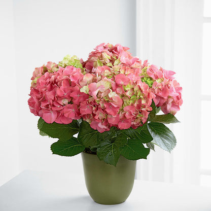 Pink Hydrangea Planter –  Honey Bee Blooms San Marcos, San Marcos CA