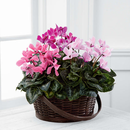 Mixed Cyclamen Planter –  Honey Bee Blooms San Marcos, San Marcos CA