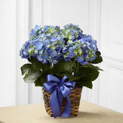 Blue Hydrangea Planter –  Honey Bee Blooms San Marcos, San Marcos CA