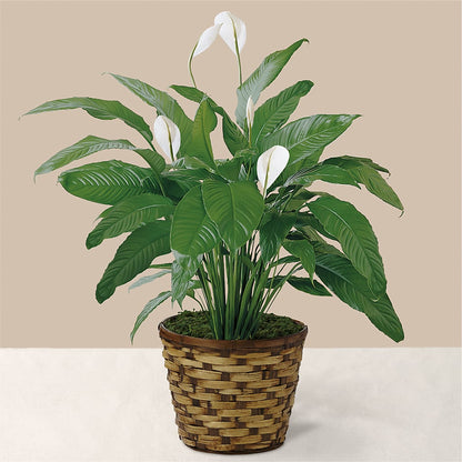Tranquil Moments Peace Lily Plant –  Honey Bee Blooms San Marcos, San Marcos CA