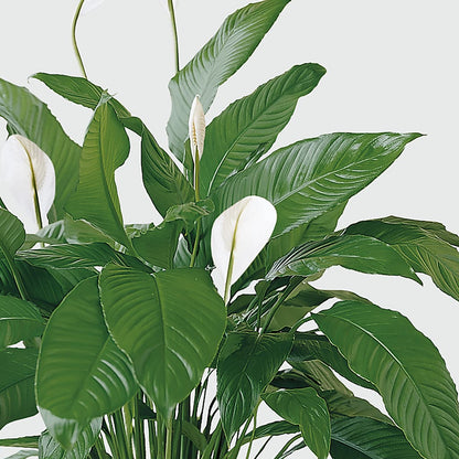Tranquil Moments Peace Lily Plant –  Honey Bee Blooms San Marcos, San Marcos CA