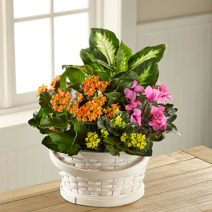 Color Crush Dishgarden –  Honey Bee Blooms San Marcos, San Marcos CA