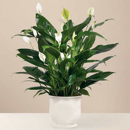 Comfort Planter –  Honey Bee Blooms San Marcos, San Marcos CA