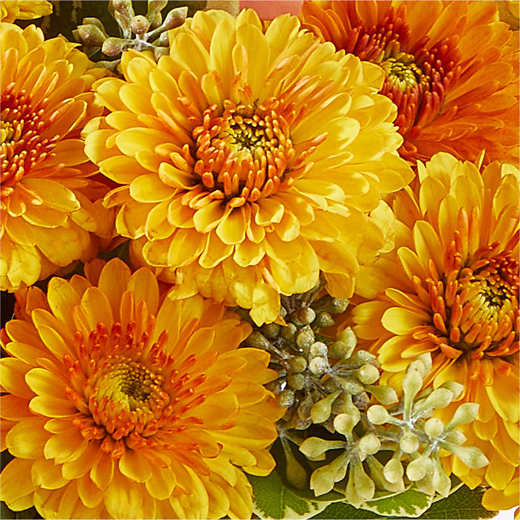 Peachy Pumpkin –  Honey Bee Blooms San Marcos, San Marcos CA