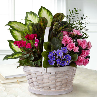 Peaceful Garden Planter –  Honey Bee Blooms San Marcos, San Marcos CA