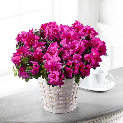 Hope & Serenity Azalea Plant –  Honey Bee Blooms San Marcos, San Marcos CA