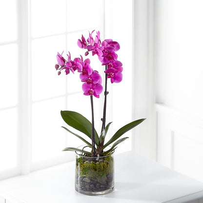 Pink Orchid Plant –  Honey Bee Blooms San Marcos, San Marcos CA