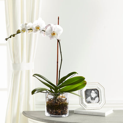 White Orchid Planter –  Honey Bee Blooms San Marcos, San Marcos CA
