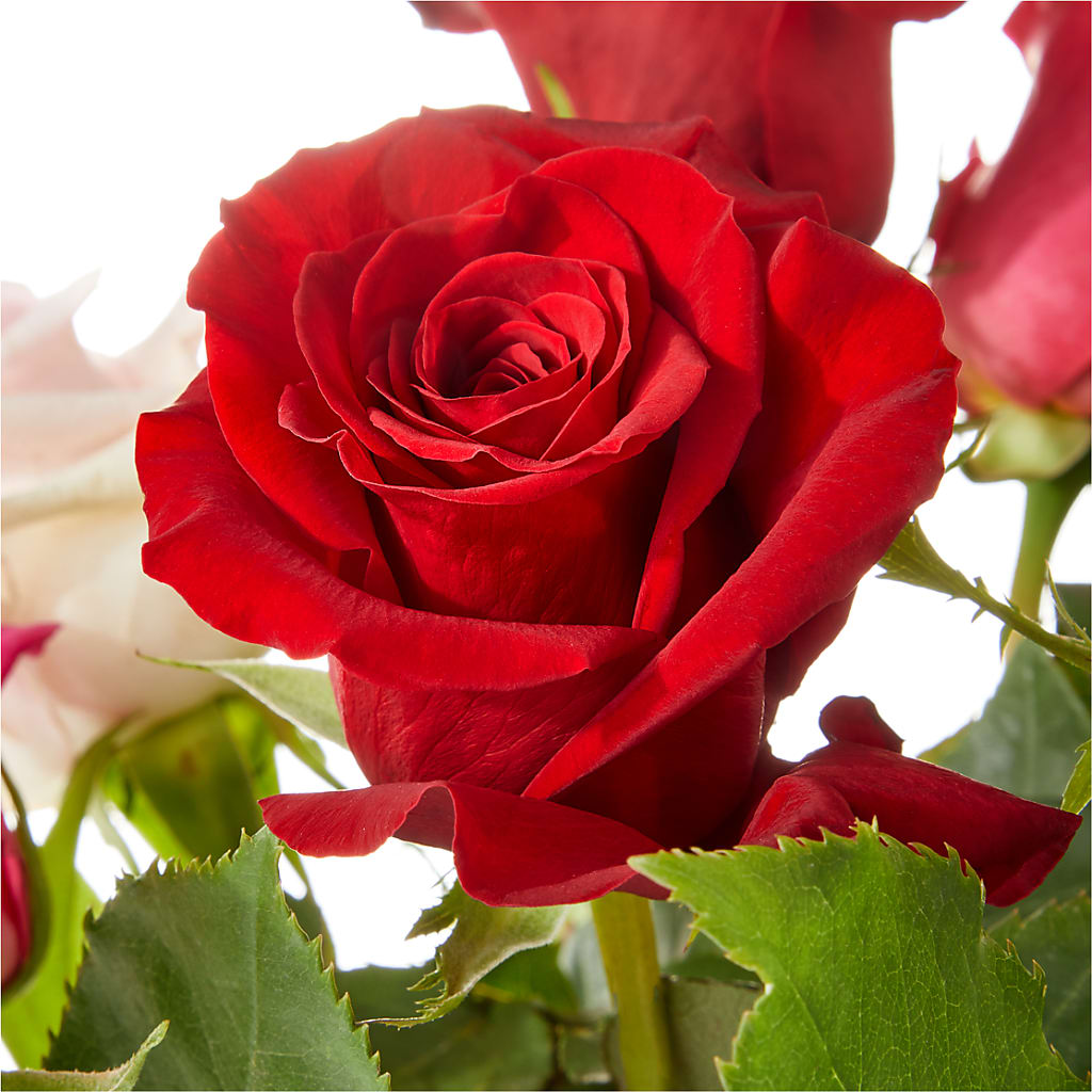 Love Notes Rose Bouquet –  Honey Bee Blooms San Marcos, San Marcos CA
